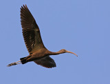 Glossy Ibis (Plegadis falcinellus)