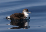 Persian Shearwater (Puffinus persicus)