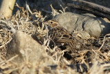 Singing Bush Lark (Mirafra cantillans) 