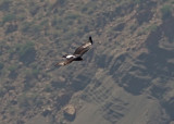 Verreauxs Eagle (Aquila verreauxii)