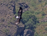 Verreauxs Eagle (Aquila verreauxii) 