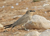 Little Pratincole (Glareola lactea)