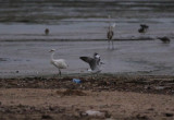 Brown-headed Gull (Larus brunnicephalus) 