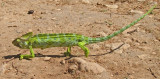 Arabian Chameleon (Chamaeleo arabicus)