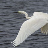 Aigrette