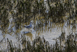 Mouette au sol