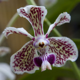 Orchide