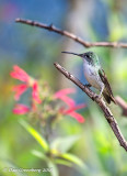 Andean Emerald Hummingbird