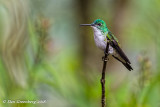 Andean Emerald Hummingbird