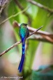 Violet-tailed Sylph (Male)