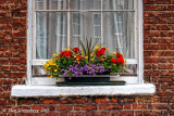 Gorgeous Window Flower Box