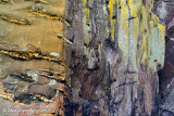 Rock Abstract
