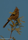 Phainopepla (female)