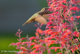 Rufous Hummingbird (Female)