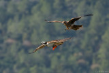  Osprey vs. Kite - שלך נגד דיה
