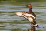 Ferruginous Duck