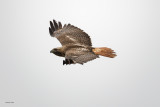 Red Tail Fly By, Lincoln County, WA.