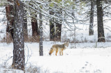 Coyote Turnbull Wildlife Refuge