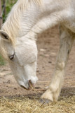 White horse South of France