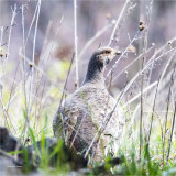 Dusky Grouse, Montana