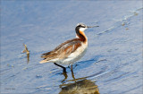 Wilson Phalarope, Lincoln Co, WA