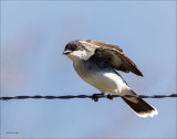 Eastern Kinbird Lincoln County WA