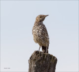Sage Thrasher Lincoln Co., WA
