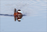 Ruddy Duck, Lincoln Co. WA