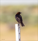 Cowbird Lincoln Co. WA