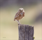 Burrowing Owl Lincoln Co. WA
