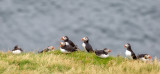 Puffins Vestmannaeyjar Islands Iceland