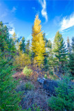 Tamarack in forest Montana