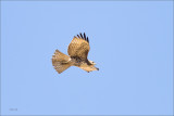 Red Tail n flight, Eastern Washington
