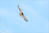 Red Tail n flight, Eastern Washington