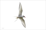 Arctic Tern Iceland
