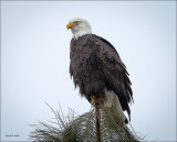 Bald Eagle Tree Top Perch Coeur D' Alene, ID