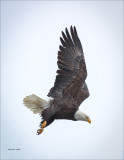 Bald Eagle N Flight Coeur D Alene ID