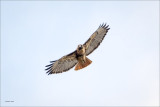 Red Tail n Flight Lincoln County