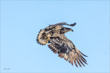 Immature Bald Eagle, Lincoln County