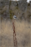 Northern Shrike Lincoln County