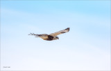 Rough Legged Hawk Lincoln County