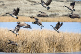 Geese to Go Reardan WA