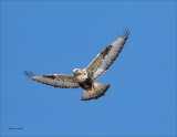 Rough Legged Hawk Hunting a sunny day Lincoln County