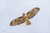 Red Tail in flight, Reardan, WA