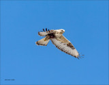 Rough Legged hover, Lincoln County
