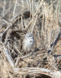 Sagebrush Sparrow, Douglas County WA