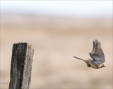 Horn Lark Get Away Whitman County WA