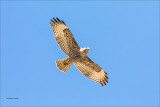 Red Tail Over Fly Whitman County WA