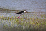 Blackneck Stilt, Lincoln County WA