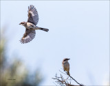 Loggerhead Shrike, Lincoln County, WA